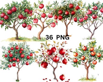 36 cliparts aquarelle de grenadiers, fichiers numériques PNG sur fond transparent, sublimation, usage commercial