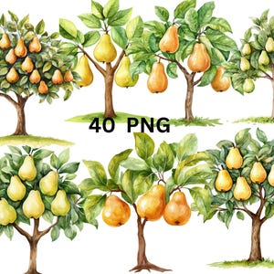 40 Clipart acquerello di alberi di pere, file digitali PNG su sfondo trasparente, sublimazione, uso commerciale