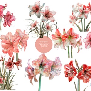 Watercolor Amaryllis Clipart, Floral PNG individual images on transparent background, sublimation, commercial use