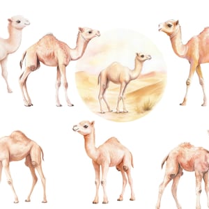 20 simpatici cammelli acquerello clipart, animali clipart, immagini PNG singole su sfondo trasparente, sublimazione