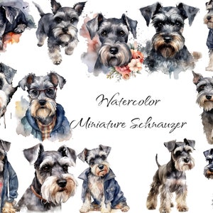Watercolor Miniature Schnauzer Clipart, PNG digital files on transparent background, scrapbook, invitations, commercial use instant download
