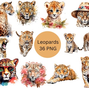 Acuarela Leopards Clipart, archivos digitales PNG sobre fondo transparente, sublimación, uso comercial