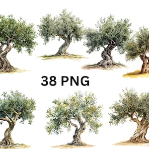 Clipart di ulivo ad acquerello / 38 immagini PNG singole su sfondo trasparente, sublimazione
