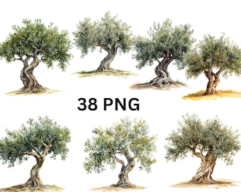 Watercolor Olive Tree Clipart | 38 PNG individual images on transparent background, sublimation