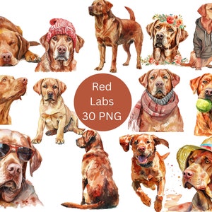 Aquarelle rouge Labs Clipart, fichiers numériques PNG Labrador Retriever sur fond transparent, sublimation, usage commercial
