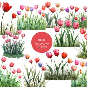 Watercolor Tulips Clipart, PNG individual images on transparent background, sublimation, commercial use