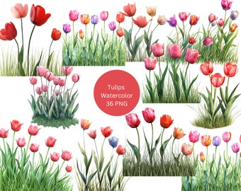 Clipart de tulipas aquarela, imagens individuais PNG em fundo transparente, sublimação, uso comercial