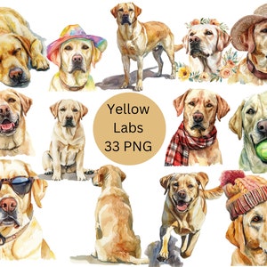 Acuarela Yellow Labs Clipart, Labrador Retriever PNG archivos digitales sobre fondo transparente, sublimación, uso comercial