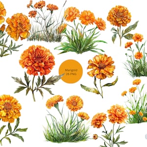 Watercolor Marigold Clipart, PNG individual images on transparent background, sublimation, commercial use