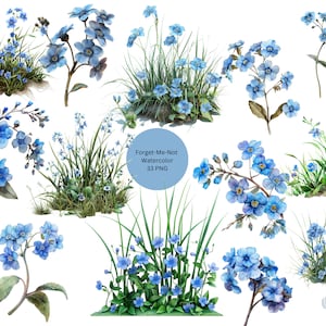 Clipart aquarelle de myosotis, graminées scorpion, images individuelles PNG sur fond transparent, sublimation, usage commercial