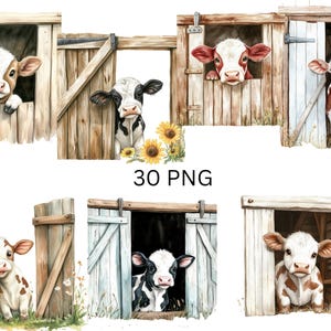Farm Cow Clipart Set - 30 Cute Calf in Barn Illustrations PNG - Rustic Farmhouse Animal Graphics, PNG images on transparent background