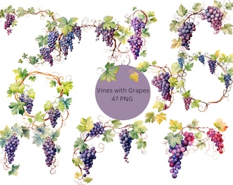 Aquarelle vignes avec raisins Clipart, fichiers numériques PNG sur fond transparent, sublimation, usage commercial