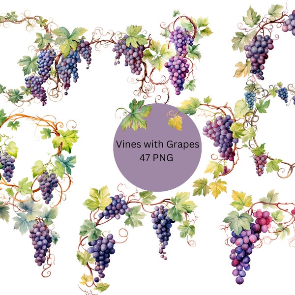 Watercolor Vines with Grapes Clipart, PNG digital files on transparent background, sublimation, commercial use