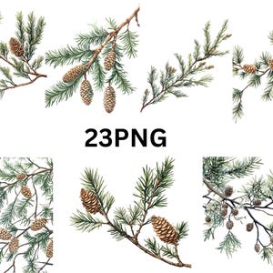 Aquarell Kiefernzweige mit Zapfen Clipart - 23 PNG Botanische Illustrationen, PNG Einzelbilder auf transparentem Hintergrund, Sublimation