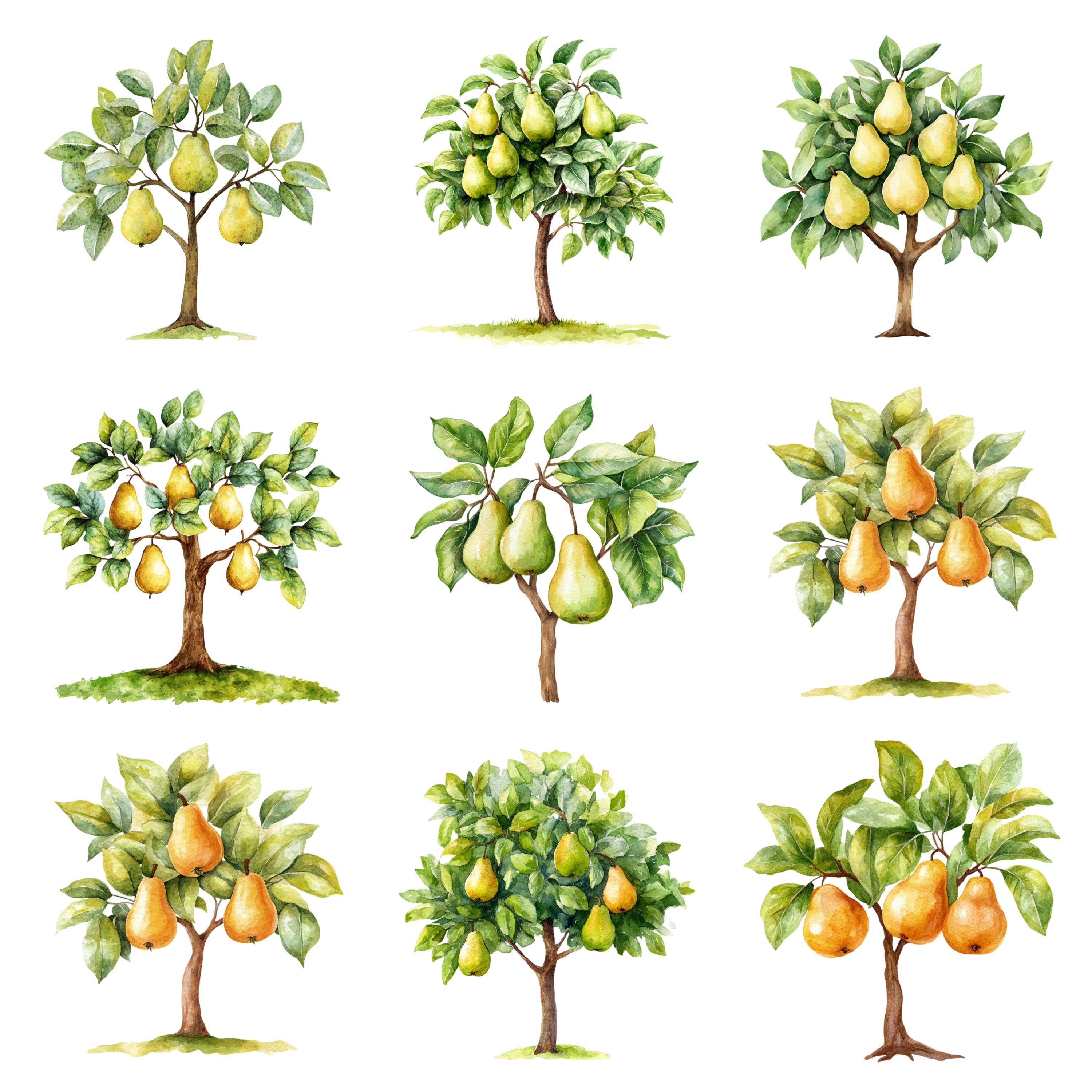 Pear Tree Bitmap 40 Pear Trees Watercolor Clipart, PNG Digital Files on Transparent ...