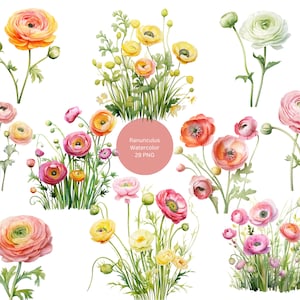 Clipart de ranúnculo em aquarela, flores de botões de ouro Imagens individuais PNG em fundo transparente, sublimação, uso comercial