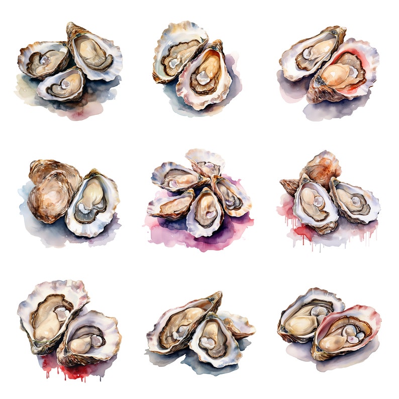 Watercolor Oysters Clipart, PNG Digital Files on Transparent Background ...