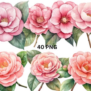 40 Camellia Flowers Watercolor Clipart, PNG digital files on transparent background, sublimation, commercial use