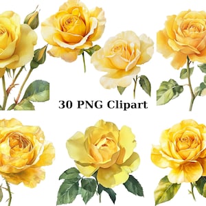 30 Yellow Roses Watercolor Clipart, Floral Clipart, PNG individual images on transparent background, sublimation