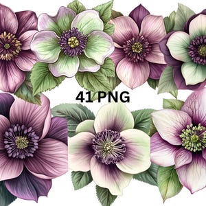 May include: A watercolour illustration featuring six hellebore flowers in shades of purple, pink, and green, with detailed petals and green leaves. The text "41 PNG" is displayed in the centre.