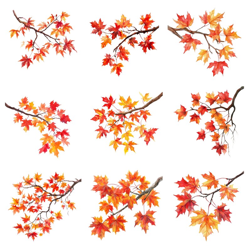 K&ouml;nnte beinhalten: Neun Aquarell-Illustrationen von Herbst-Ahornbl&auml;ttern an Zweigen. Die Bl&auml;tter sind in Rot-, Orange- und Gelbt&ouml;nen gehalten.