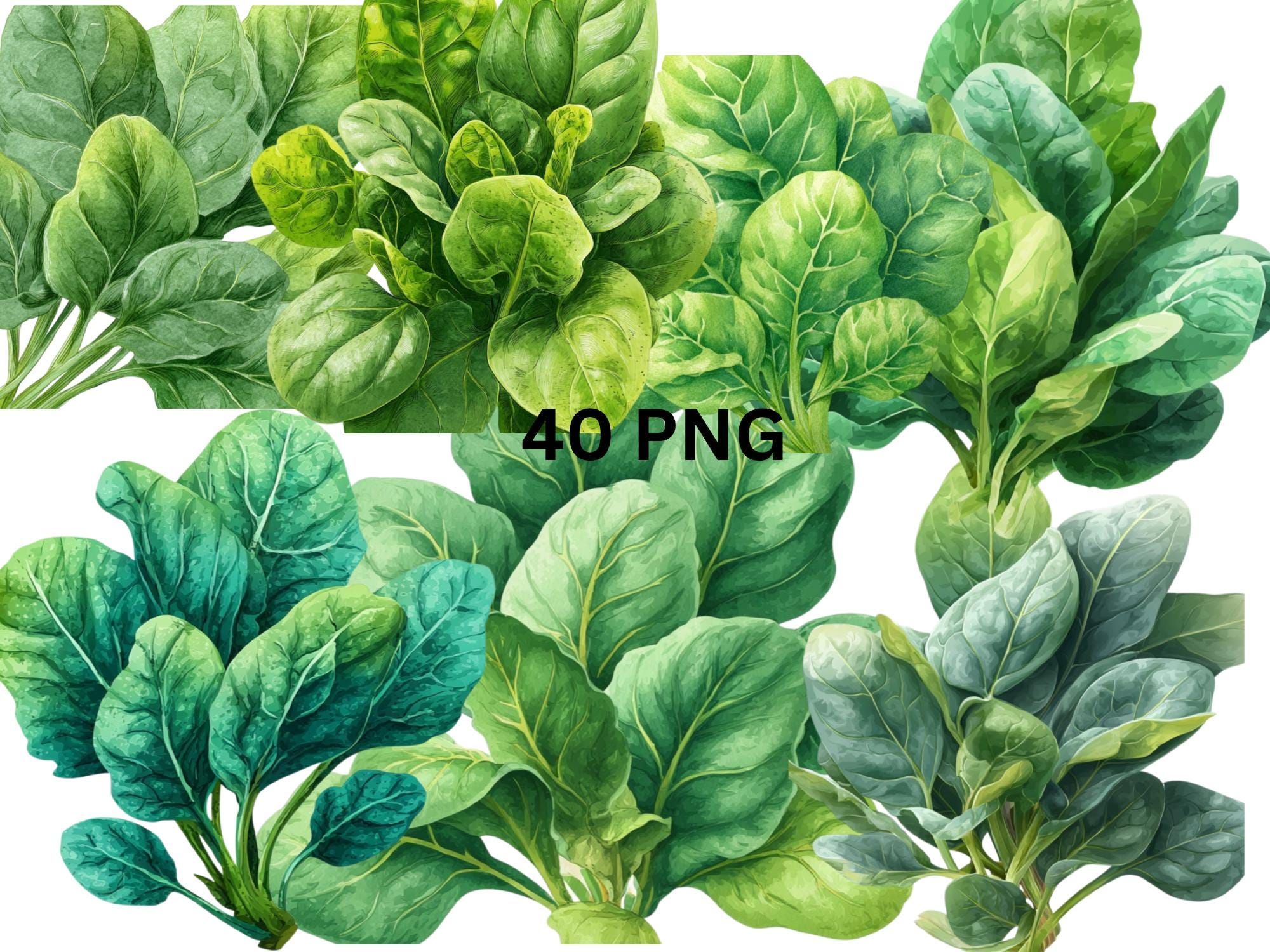 Espinacas png - Etsy México, image size:2000x1500