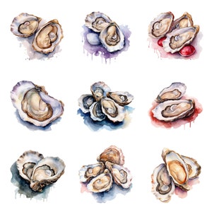 Watercolor Oysters Clipart, PNG Digital Files on Transparent Background ...