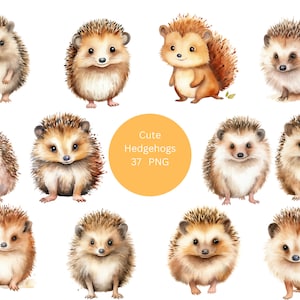 37 Cute Hedgehogs Aquarela Clipart, Animais Clipart, imagens individuais PNG em fundo transparente, sublimação