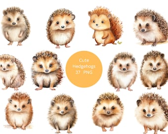 37 Cute Hedgehogs Watercolor Clipart, Animals Clipart, PNG individual images on transparent background, sublimation