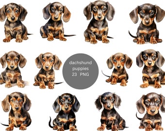 23 Dachshund Puppies Watercolor Clipart, Dog Clipart, PNG individual images on transparent background, sublimation