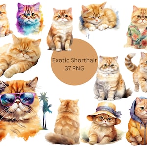 Watercolor Exotic Shorthair Cats Clipart, PNG digital files on a transparent background, scrapbook, invitations