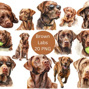 Aquarela Brown Labs Clipart, arquivos digitais Labrador Retriever PNG em fundo transparente, sublimação, uso comercial
