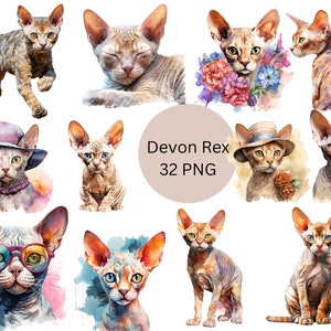 Watercolor Devon Rex Cats Clipart, PNG digital files on a transparent background, scrapbook, invitations