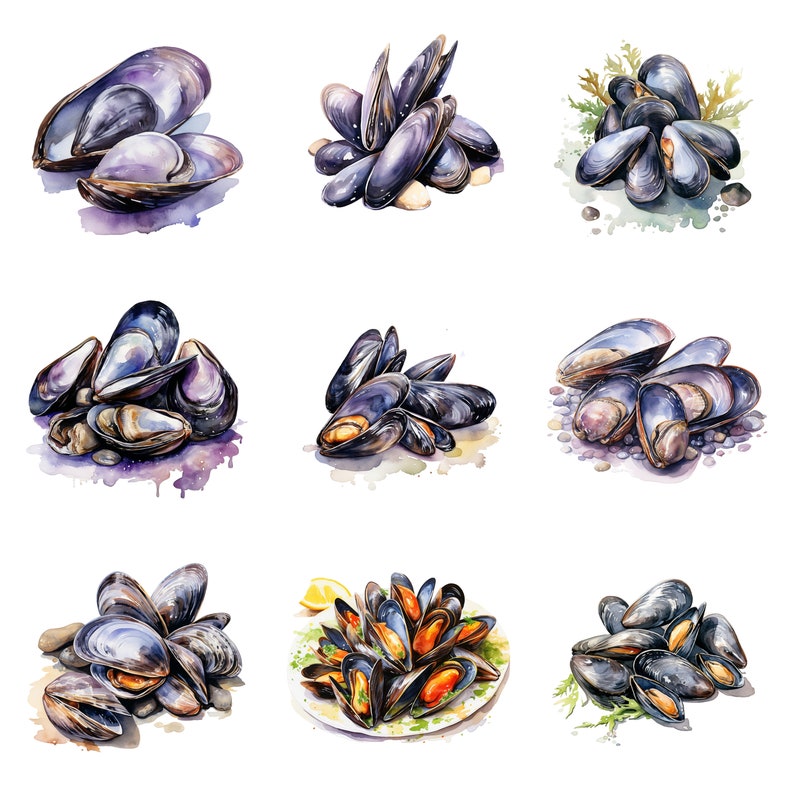 Watercolor Mussels Clipart, PNG Digital Files on Transparent Background ...