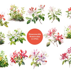 Watercolor Honeysuckle Clipart, Floral PNG individual images on transparent background, sublimation, commercial use
