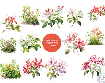Akvarell kaprifol Clipart, blommiga PNG individuella bilder på transparent bakgrund, sublimering, kommersiellt bruk