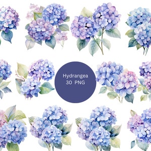 30 hortensia's aquarel clipart, bloemen clipart, individuele PNG-afbeeldingen op transparante achtergrond, sublimatie