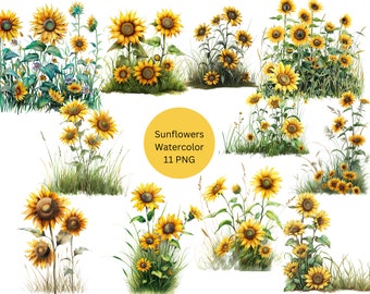 Clipart de girasoles de acuarela, imágenes individuales PNG sobre fondo transparente, sublimación, uso comercial