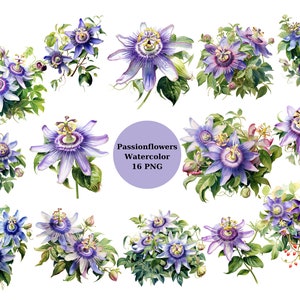 Aquarell Passionsblumen Clipart, Florale PNG Einzelbilder auf transparentem Hintergrund, Sublimation, kommerzielle Nutzung