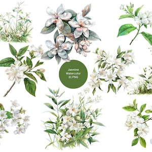Aquarell Jasmin Clipart, Floral PNG Einzelbilder auf transparentem Hintergrund, Sublimation, kommerzielle Nutzung