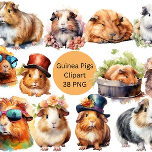 Aquarell Meerschweinchen Clipart, digitale PNG-Dateien auf transparentem Hintergrund, Sublimation, kommerzielle Nutzung