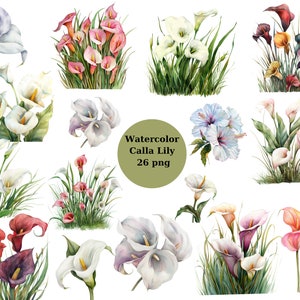 Aquarela Calla Lily Clipart, arquivos digitais PNG em fundo transparente, sublimação, uso comercial