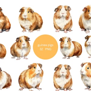 32 Guinea Pigs Watercolor Clipart, Pets Clipart, PNG individual images on transparent background, sublimation
