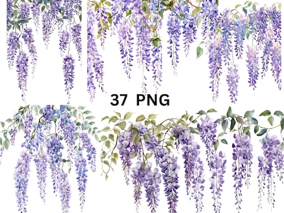 37 Wisteria Flowers Watercolor Clipart, PNG Digital Files on Transparent  Background, Sublimation, Commercial Use - Etsy