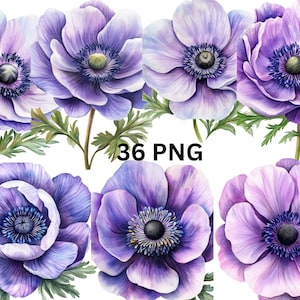 36 flores de anémona morada, imágenes prediseñadas de acuarela, imágenes PNG individuales sobre fondo transparente, sublimación