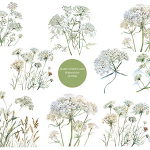 Aquarela Queen Anne's Lace Clipart, Floral PNG imagens individuais em fundo transparente, sublimação, uso comercial