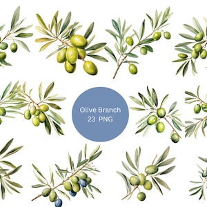 23 Olivenzweige Aquarell Clipart, Oliven Clipart, PNG einzelne Bilder auf transparentem Hintergrund, Sublimation