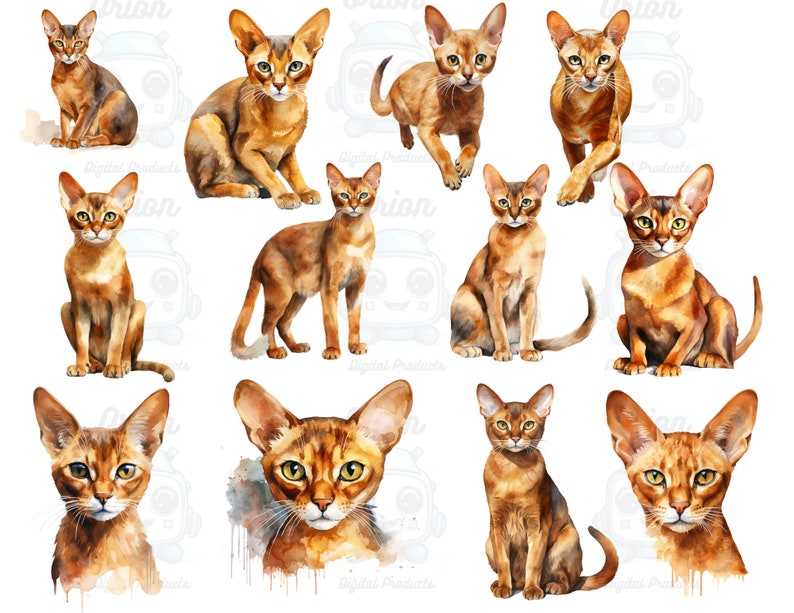 Watercolor Abyssinian Cats Clipart, PNG Digital Files on a Transparent ...