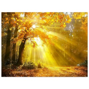 Poster etereo con foresta autunnale dorata e raggi di sole e finitura opaca classica, regalo per la casa per lei e per gli amanti della natura.