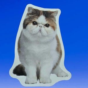 Brown, black, and white persian cat waterproof vinyl sticker, clearance sale!!!